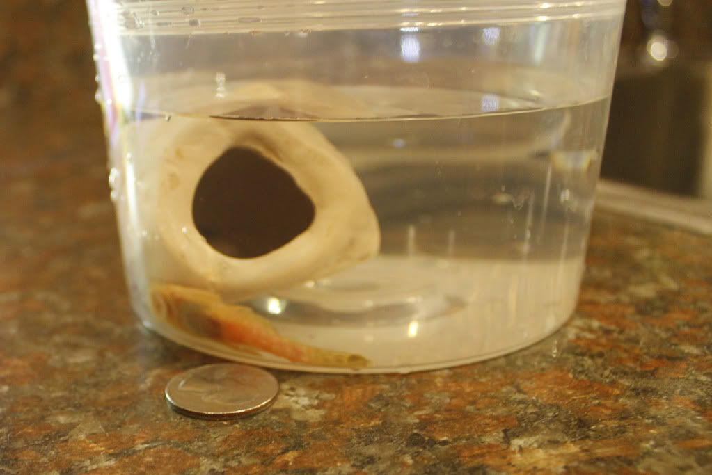 Baby Pleco's Discovered | Tropical Fish Keeping